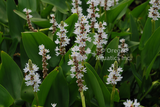 Pontederia Cordata Alba 'White Pickerel Rush' (Bare Root) - Minimum Order Qty. 5