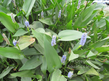 Pontederia Cordata 'Pickerel Rush' (Bare Root) - Minimum Order Qty. 5