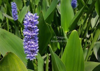 Pontederia Dilatata 'Royal Pickerel Rush' (Bare Root) - Minimum Order Qty. 5