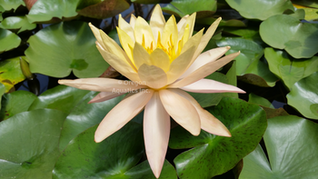 'Siam Sunset' Changeable Hardy Lily (Bare Root) - Minimum Qty. 3 Per Variety (NEW)