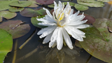 Snowflake - White Hardy Lily (Bare Root) - Minimum Qty. 3 Per Variety (NEW)