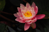 'White Hot' Pink Hardy Lily (Bare Root) - Minimum Qty. 2 Per Variety
