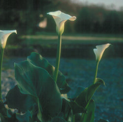Zantedeschia Aethiopica 'White Calla Lily' (Bare Root) - Minimum Qty. 5 Per Variety