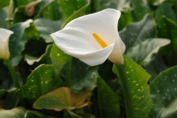Zantedeschia Aethiopica 'GIANT White Calla Lily' (Bare Root) - Minimum Qty. 5 Per Variety