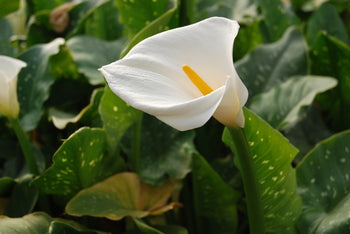 calla lily aethiopica white giant Zantedeschia Aethiopica 'GIANT White Calla Lily' (Bare Root)