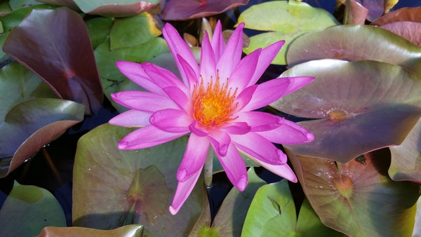 'Tropic Star' - Pink Hardy-Tropical Hybrid Lily (Bare Root) - Minimum Qty. 2 Per Variety