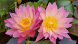 'Tropic Sunset' - Pink Day Blooming Tropical Lily (Bare Root)