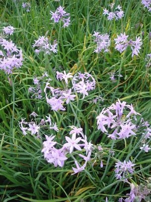 Tulbaghia Violacea 'Society Garlic' (Bare Root) - Minimum Qty. 6 Per Variety