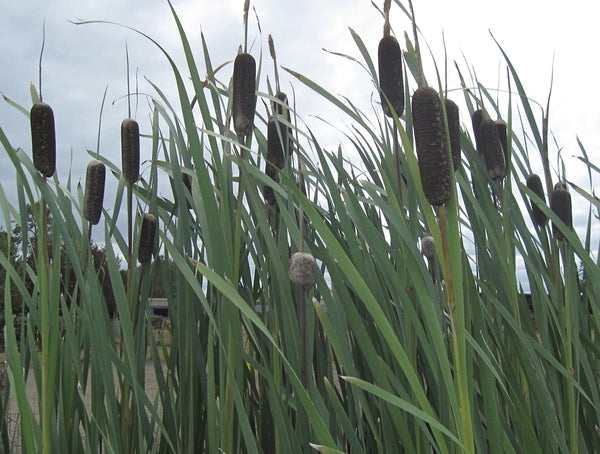 Typha Latifolia 'Common Cattail' (Bare Root) Minimum Qty. 5 Per Variety