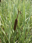 Typha Latifolia Variegata 'Variegated Cattail' (Bare Root) Minimum Qty. 3 Per Variety