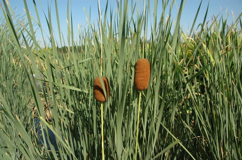 Typha Laxmannii 'Graceful Cattail' (Bare Root) Minimum Qty. 5 Per Variety