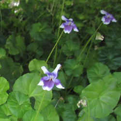 Viola Hederacea 'Australian Jumping Violet' (Bare Root) - Minimum Qty. 6 Per Variety