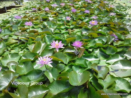 Violicious - Lavender/Purple Tropical-Hardy Hybrid  Lily (Bare Root) - Minimum Qty. 2 Per Variety