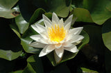 Walter Pagels - Dwarf White Hardy Lily (Bare Root) - Minimum Qty. 3 Per Variety
