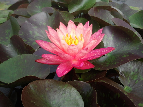 Wanvisa - Pink/Orange/Yellow Hybrid Hardy Lily (Bare Root) - Minimum Qty. 2 Per Variety