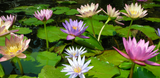 Grower's Choice Day & Night Blooming Tropical Lilies (Bare Root) - Minimum Qty. 6