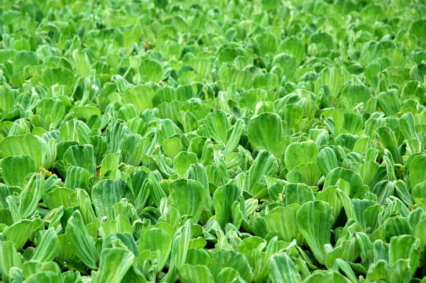 'Rosette' Water Lettuce (Pistia Stratiotes 'Rosette') - Minimum Order Qty. 6