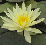 Yellow Queen - Yellow Hardy Lily (Bare Root) - Minimum Qty. 3 Per Variety